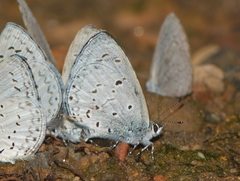 Udara akasa