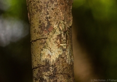Tamba conscripta