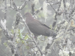 Patagioenas subvinacea