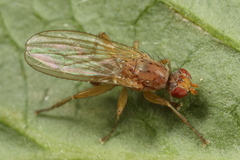 Morpholeria ruficornis