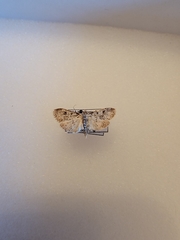 Eupithecia tripunctaria