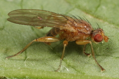 Morpholeria ruficornis