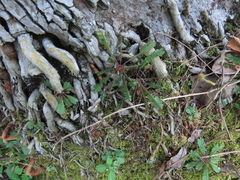 Biophytum sensitivum