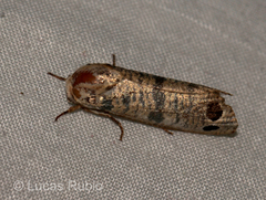 Biocellata praeclara