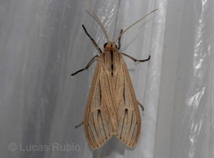 Agaraea nigrostriata