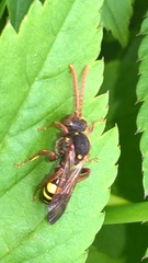 Nomada marshamella