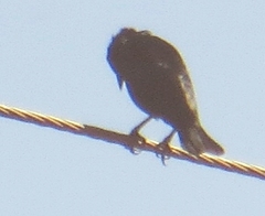 Molothrus rufoaxillaris