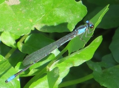 Oxyagrion ablutum