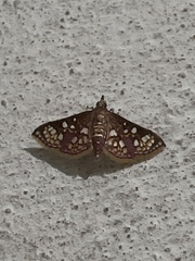 Glyphodes dinichealis