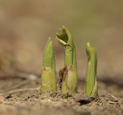 Cephalanthera damasonium