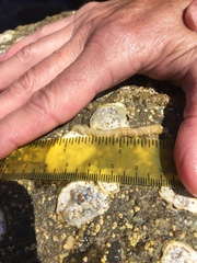 Phyllodocida
