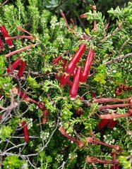 Erica diaphana