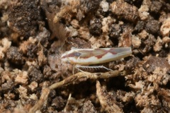 Zygina angusta