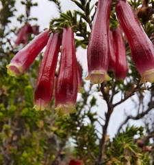 Erica diaphana