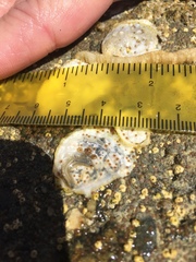 Phyllodocida