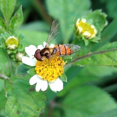 Episyrphus trisectus