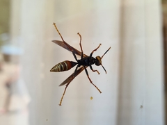 Polistes buyssoni