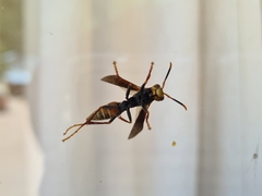 Polistes buyssoni