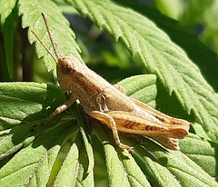 Acrididae