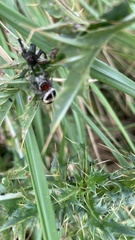 Phiale roburifoliata