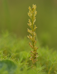 Hammarbya paludosa
