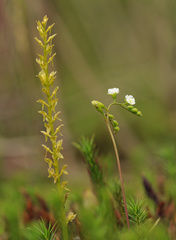 Hammarbya paludosa