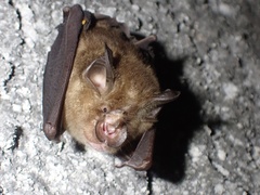 Rhinolophus affinis