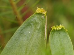 Hammarbya paludosa