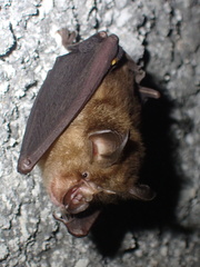 Rhinolophus affinis