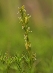 Hammarbya paludosa