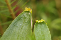 Hammarbya paludosa