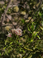Gochnatia glutinosa