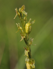 Hammarbya paludosa