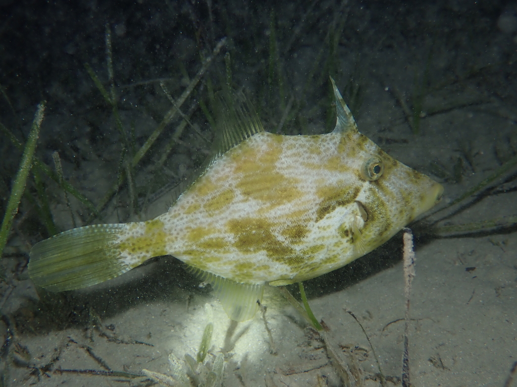 Reticulated Leatherjacket