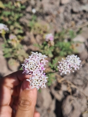 Junellia crithmifolia