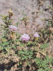 Junellia crithmifolia