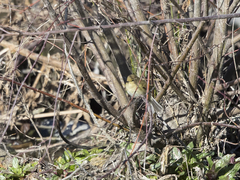 Phylloscopus collybita collybita