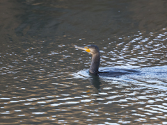 Phalacrocorax carbo carbo