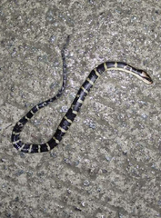 Homalopsis buccata