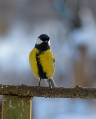Parus major