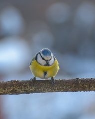 Cyanistes caeruleus