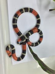 Micrurus lemniscatus helleri