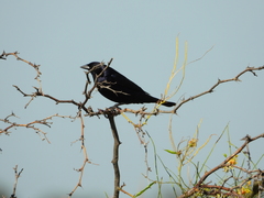 Molothrus bonariensis