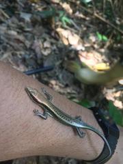 Exila nigropalmata