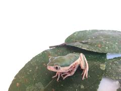 Pithecopus palliatus