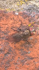 Leucophora