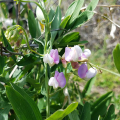 Lathyrus pauciflorus