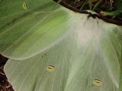 Actias aliena aliena