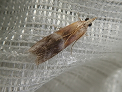 Etielloides curvella