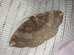 Astygisa chlororphnodes